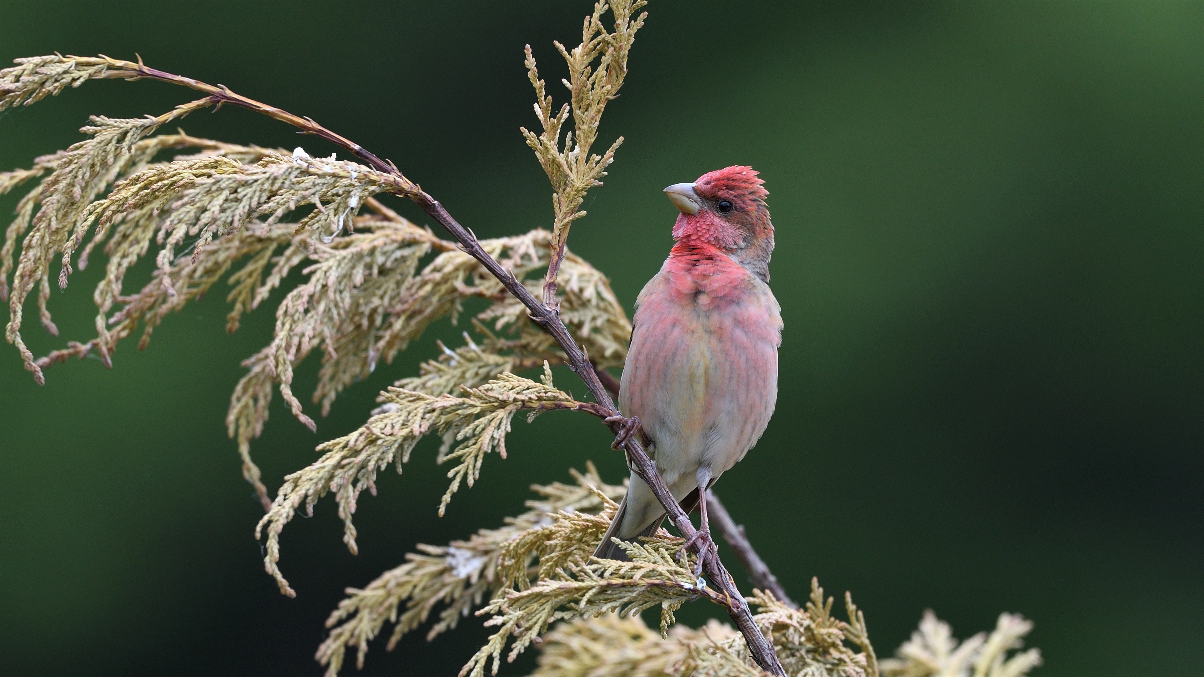Common Rosefinch